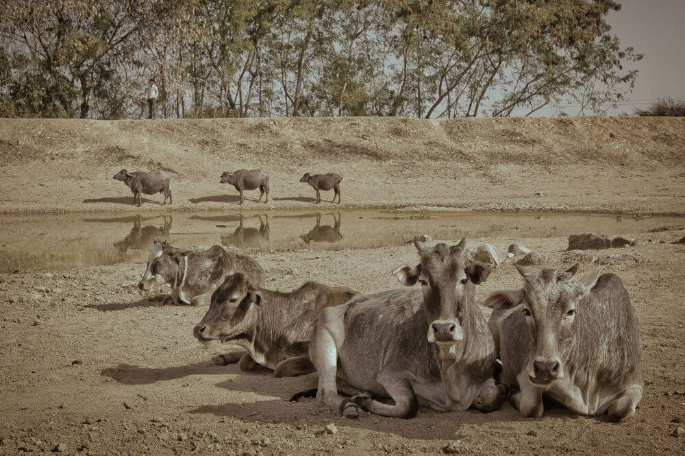Animales